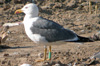 adult LBBG Dutch intergrade in September, ringed in the Netherlands. (80494 bytes)